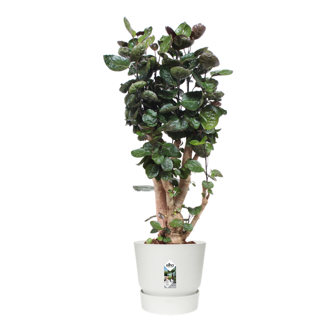 greenville round 40cm white